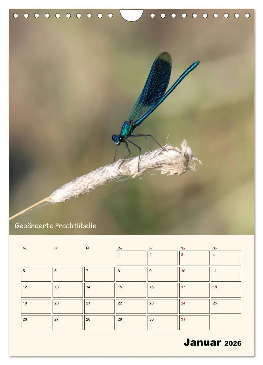 Bild: 9783457258064 | Libellen - Flugkünstler in Bayern (Wandkalender 2026 DIN A4 hoch),...