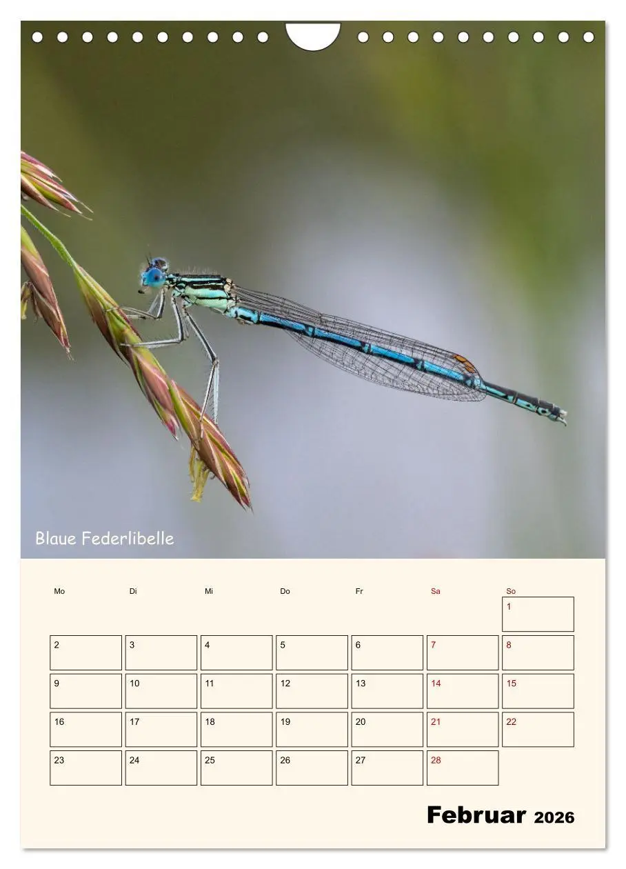 Bild: 9783457258064 | Libellen - Flugkünstler in Bayern (Wandkalender 2026 DIN A4 hoch),...