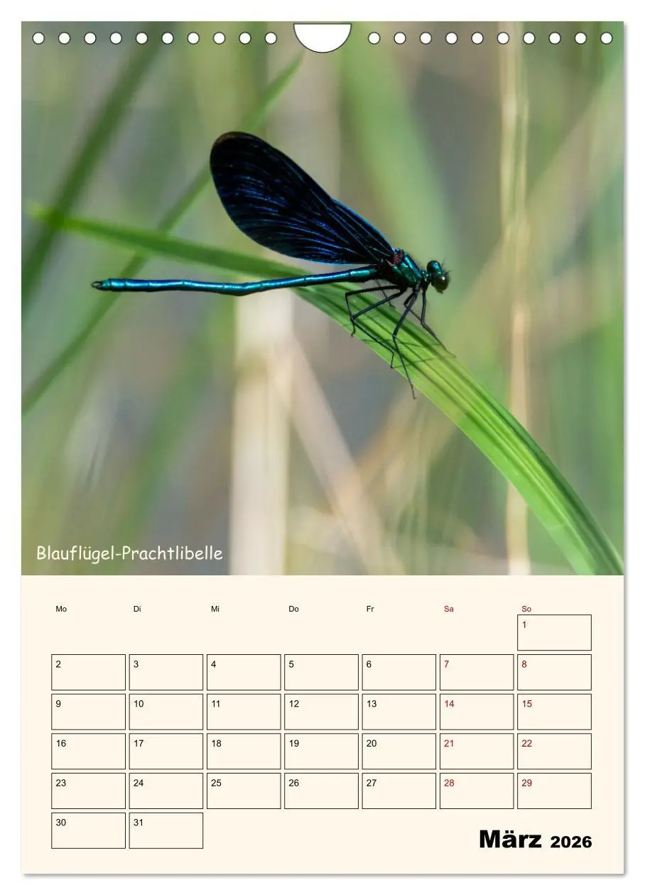 Bild: 9783457258064 | Libellen - Flugkünstler in Bayern (Wandkalender 2026 DIN A4 hoch),...