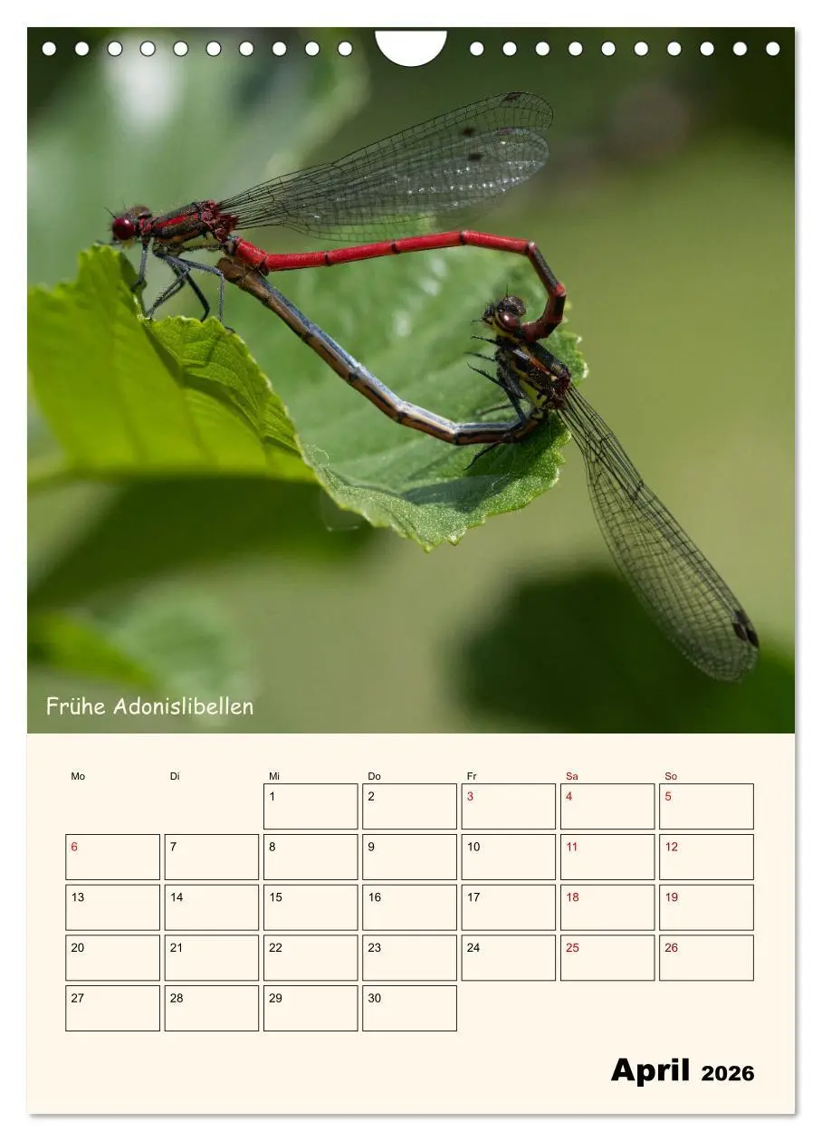 Bild: 9783457258064 | Libellen - Flugkünstler in Bayern (Wandkalender 2026 DIN A4 hoch),...