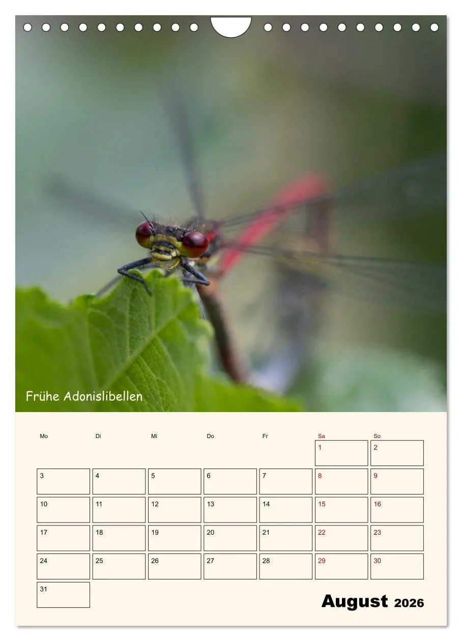 Bild: 9783457258064 | Libellen - Flugkünstler in Bayern (Wandkalender 2026 DIN A4 hoch),...