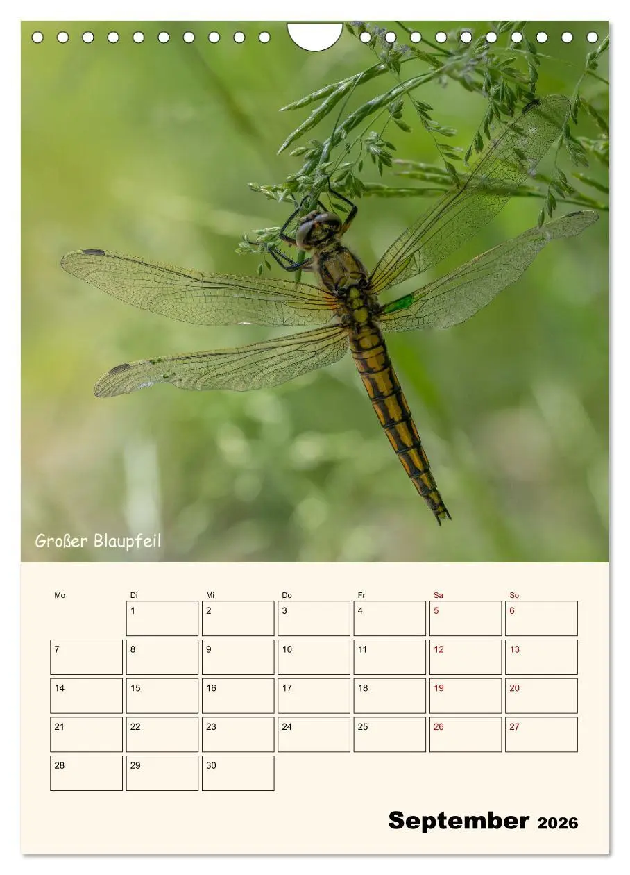 Bild: 9783457258064 | Libellen - Flugkünstler in Bayern (Wandkalender 2026 DIN A4 hoch),...