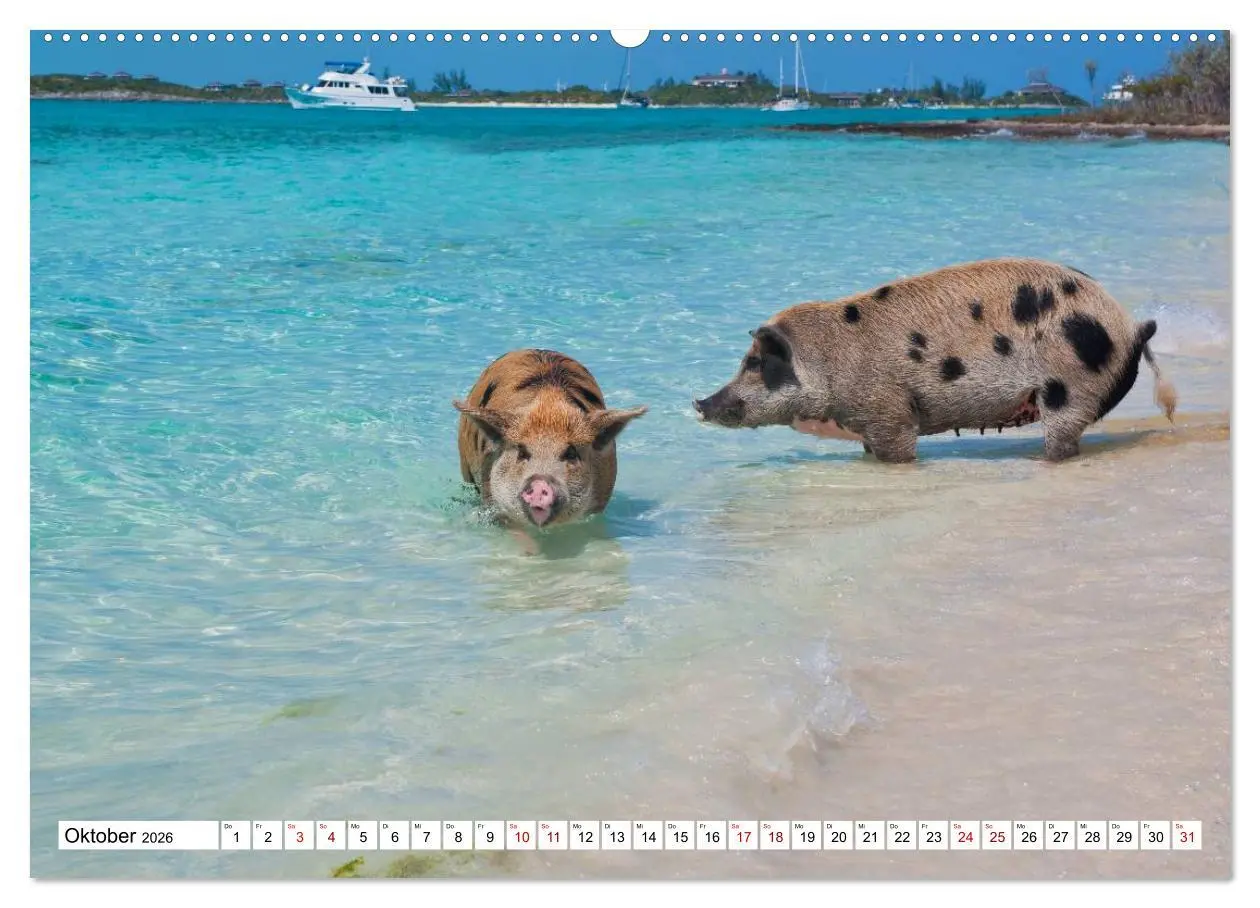 Bild: 9783457758564 | Schweine im Dauerurlaub auf den Bahamas! (hochwertiger Premium...