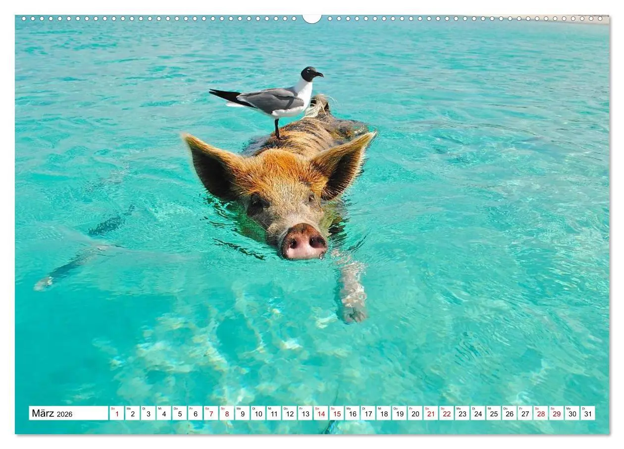 Bild: 9783457758564 | Schweine im Dauerurlaub auf den Bahamas! (hochwertiger Premium...
