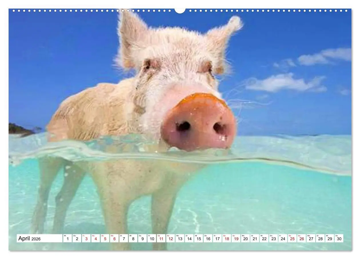 Bild: 9783457758564 | Schweine im Dauerurlaub auf den Bahamas! (hochwertiger Premium...