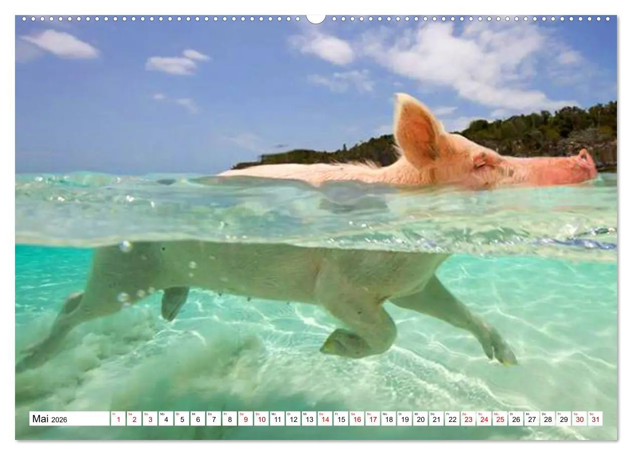 Bild: 9783457758564 | Schweine im Dauerurlaub auf den Bahamas! (hochwertiger Premium...