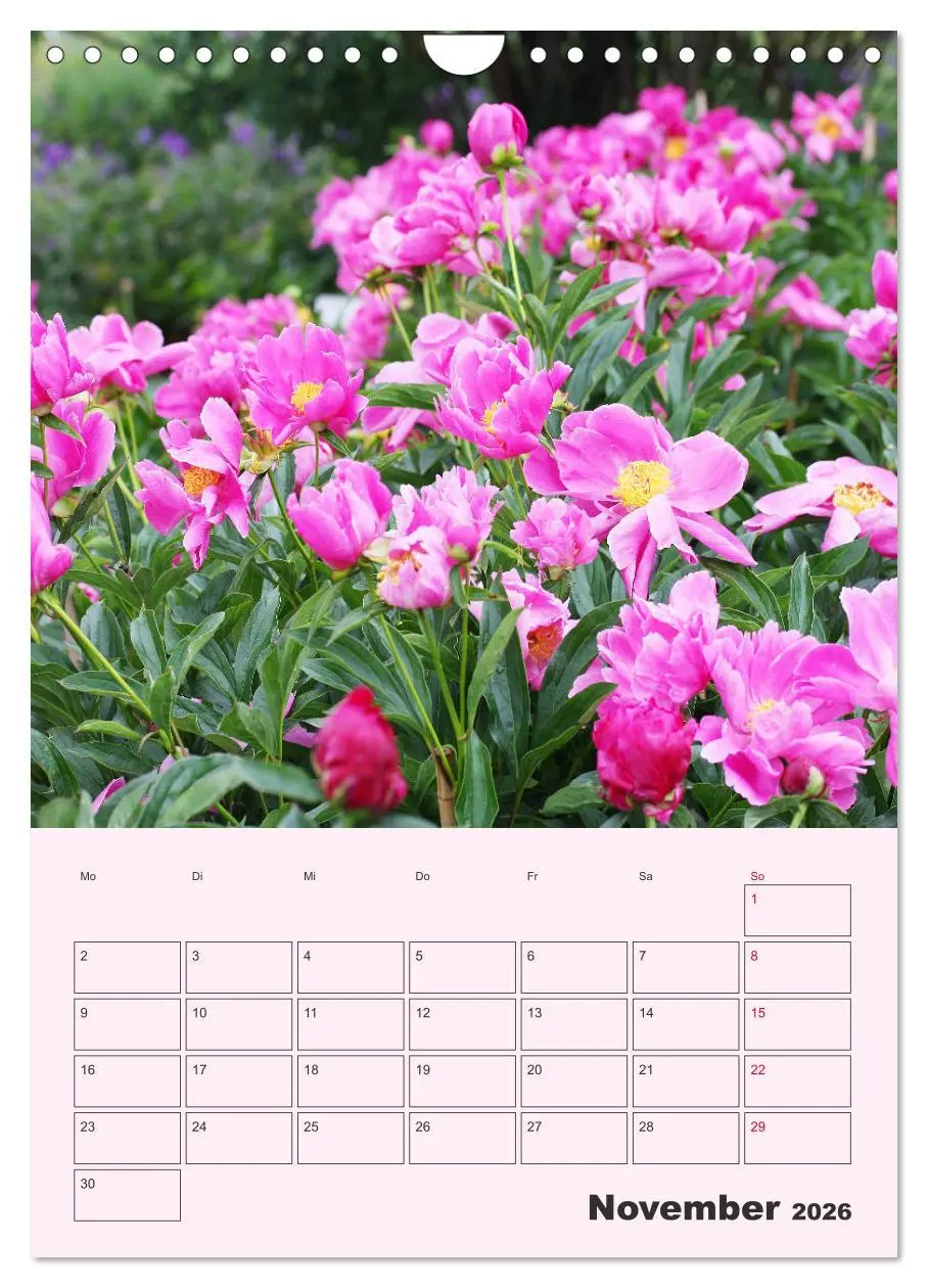 Bild: 9783516398564 | Pfingstrosen Rosen ohne Dornen (Wandkalender 2026 DIN A4 hoch),...