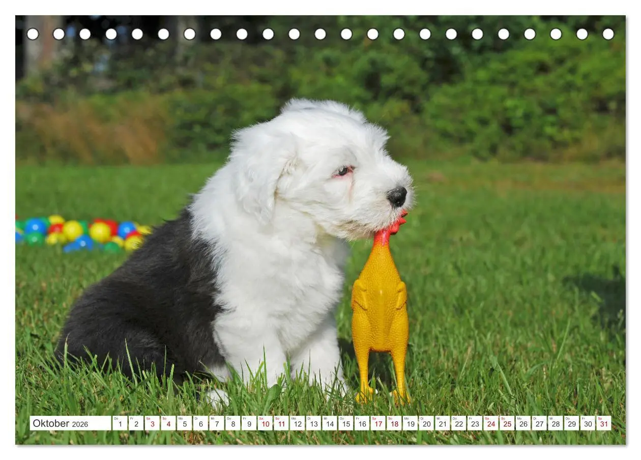 Bild: 9783457368664 | In der Kinderstube bei Familie Bobtail (Tischkalender 2026 DIN A5...