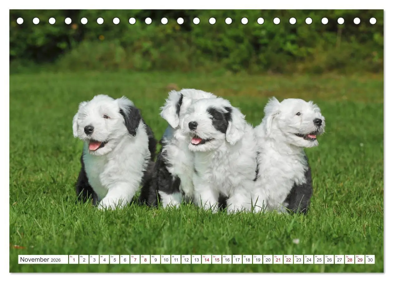 Bild: 9783457368664 | In der Kinderstube bei Familie Bobtail (Tischkalender 2026 DIN A5...