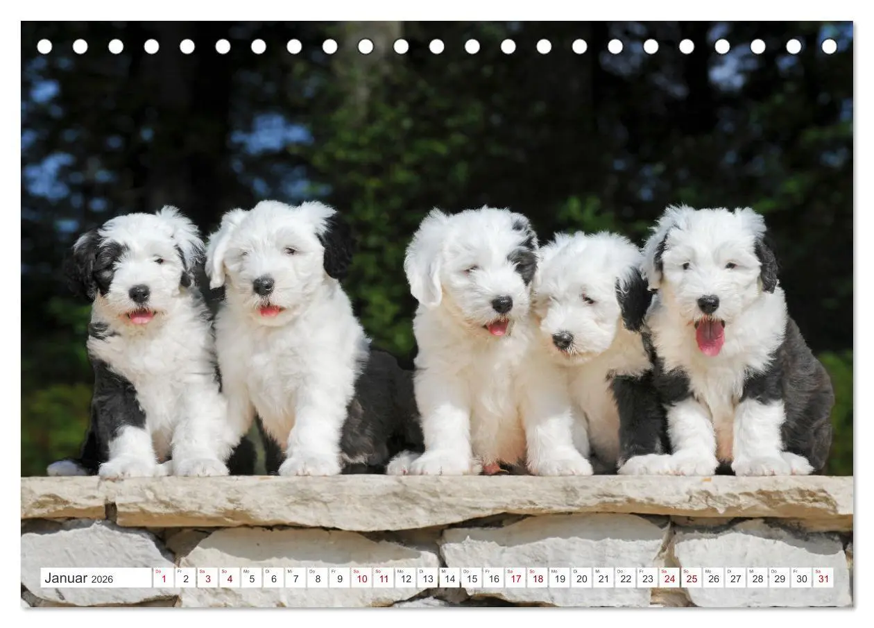 Bild: 9783457368664 | In der Kinderstube bei Familie Bobtail (Tischkalender 2026 DIN A5...