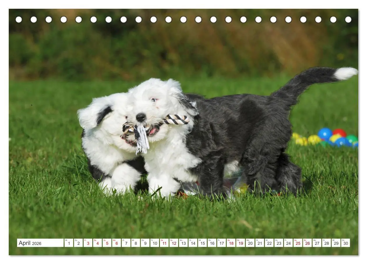 Bild: 9783457368664 | In der Kinderstube bei Familie Bobtail (Tischkalender 2026 DIN A5...