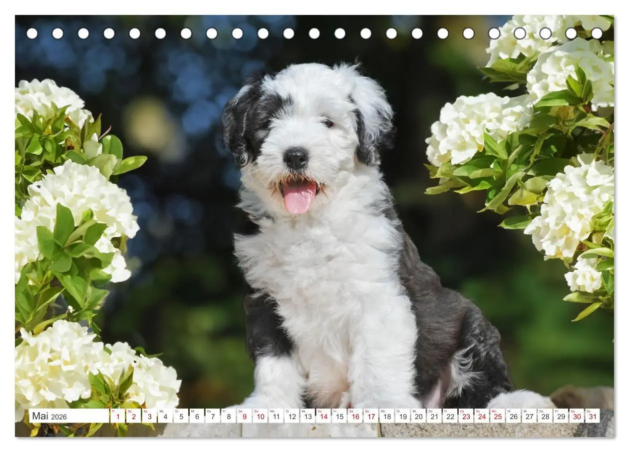 Bild: 9783457368664 | In der Kinderstube bei Familie Bobtail (Tischkalender 2026 DIN A5...