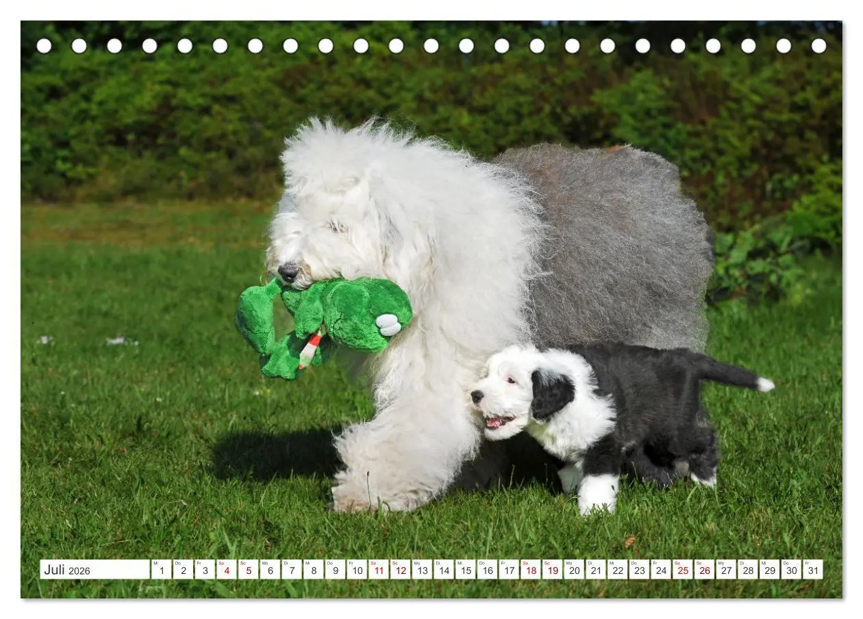 Bild: 9783457368664 | In der Kinderstube bei Familie Bobtail (Tischkalender 2026 DIN A5...