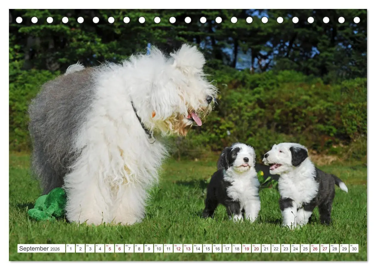 Bild: 9783457368664 | In der Kinderstube bei Familie Bobtail (Tischkalender 2026 DIN A5...