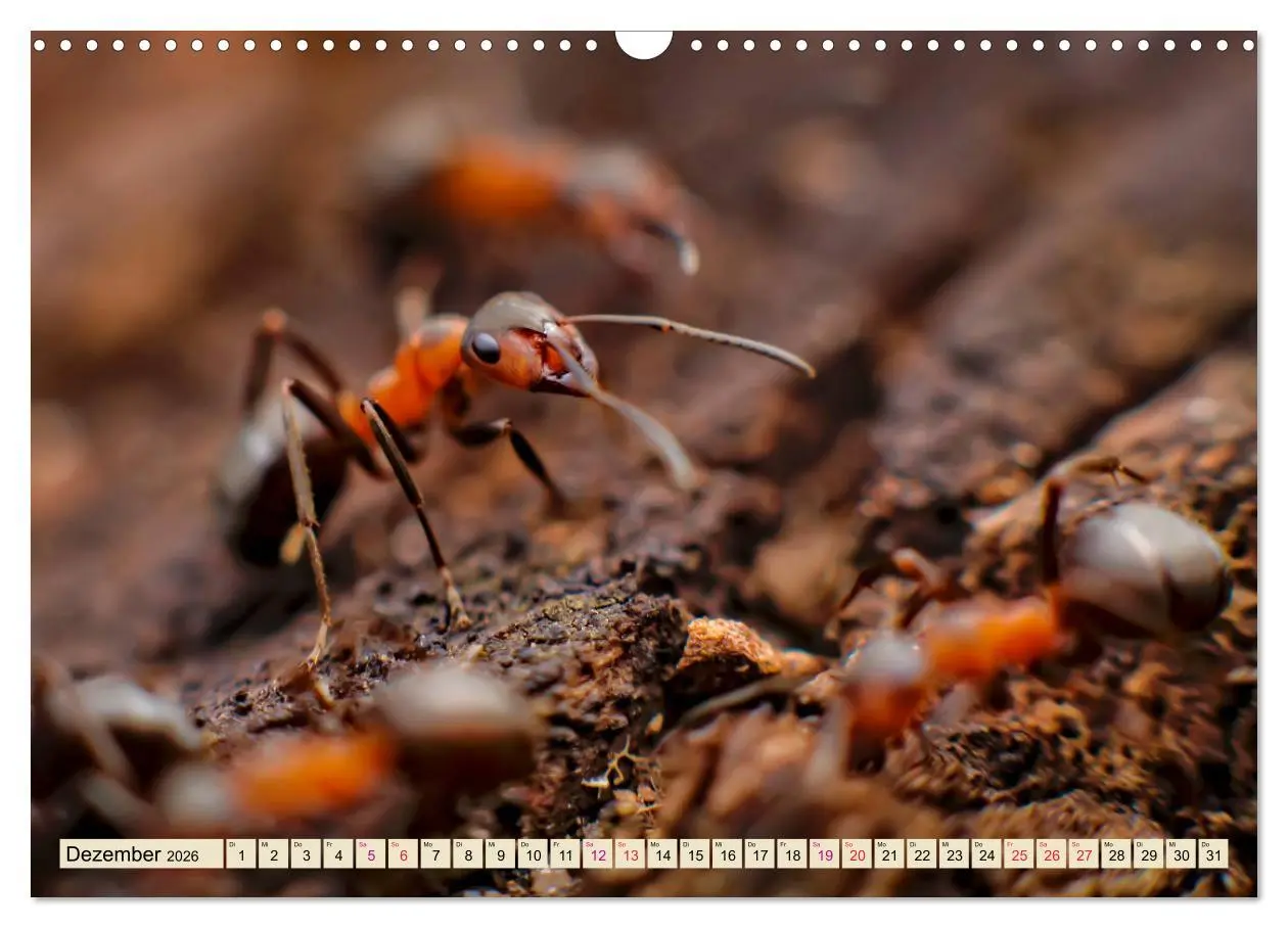 Bild: 9783457849064 | Ameisen - Ordnung im Durcheinander (Wandkalender 2026 DIN A3 quer),...
