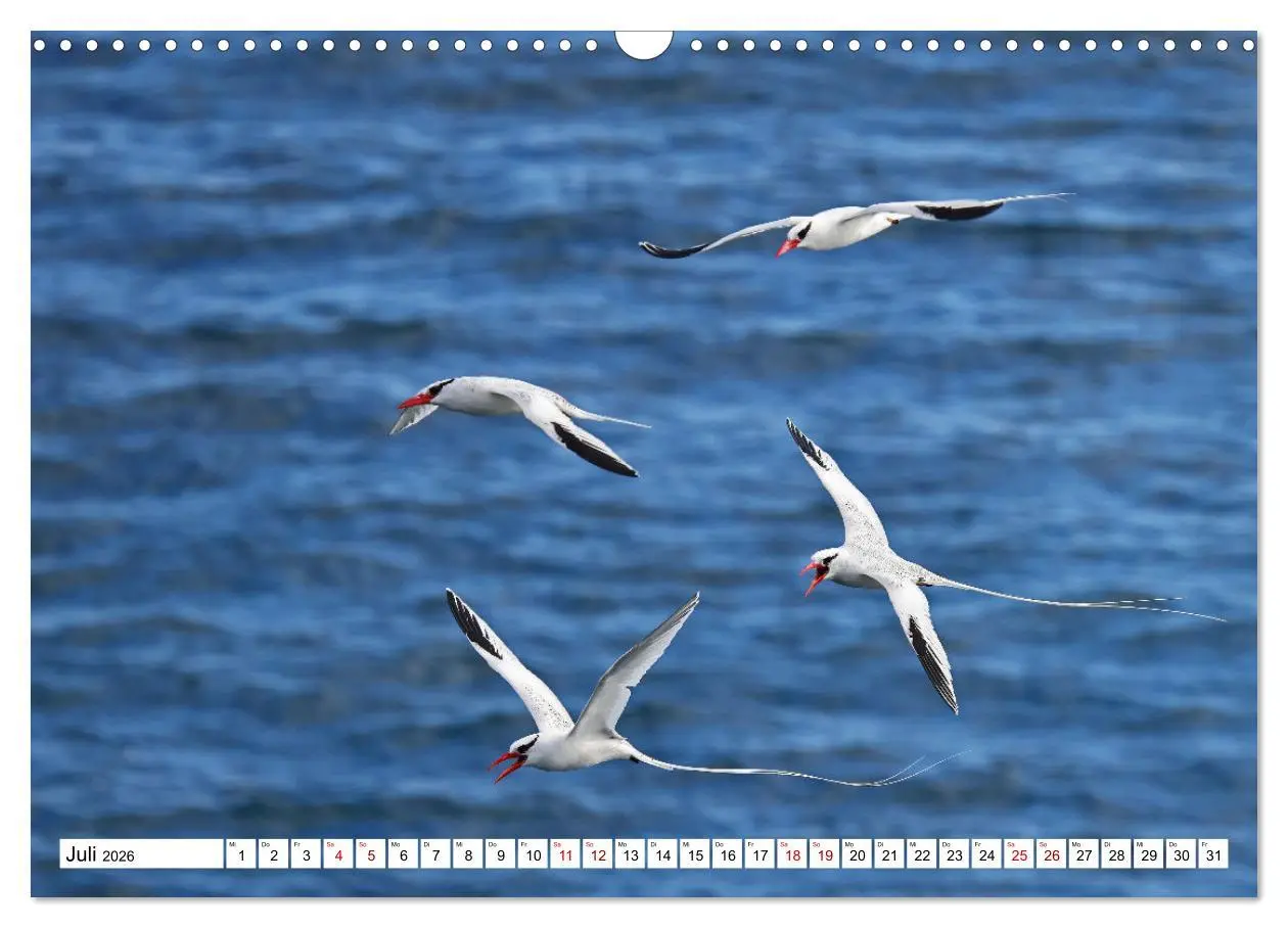 Bild: 9783457529164 | Galápagos - Die verwunschenen Inseln (Wandkalender 2026 DIN A3...