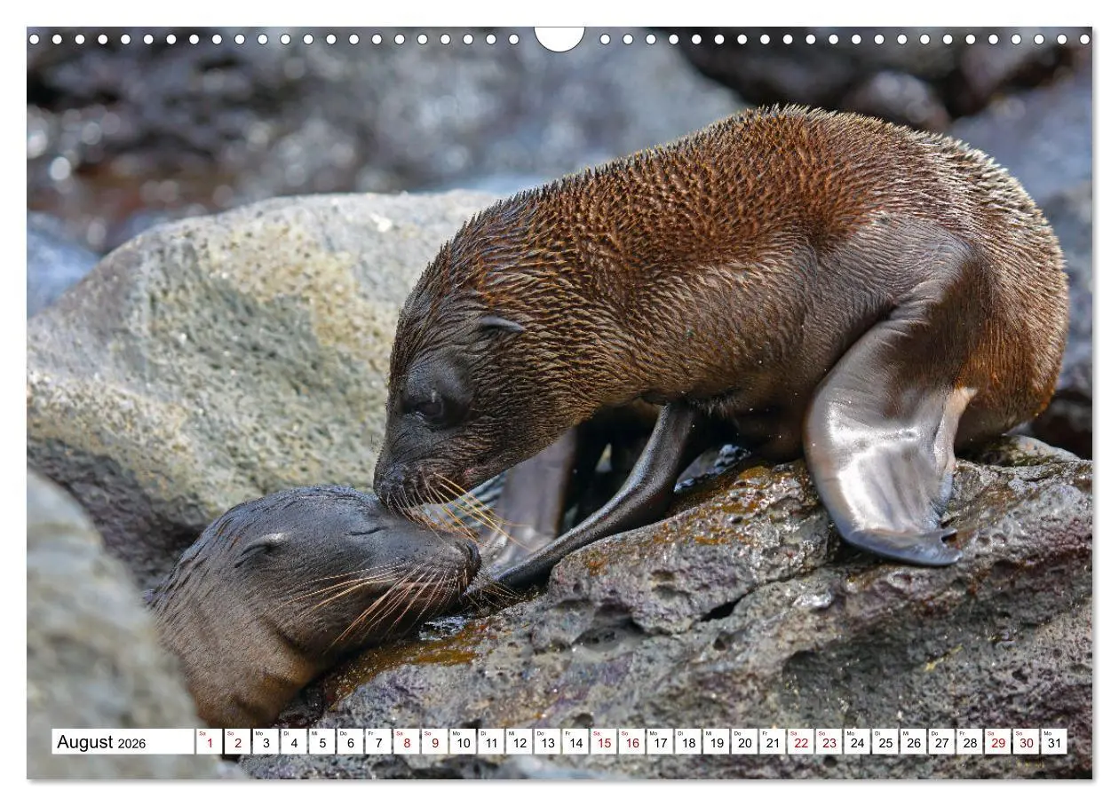 Bild: 9783457529164 | Galápagos - Die verwunschenen Inseln (Wandkalender 2026 DIN A3...