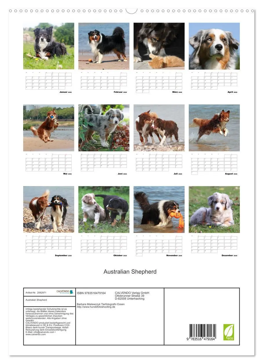Bild: 9783516479164 | Australian Shepherd (hochwertiger Premium Wandkalender 2026 DIN A2...