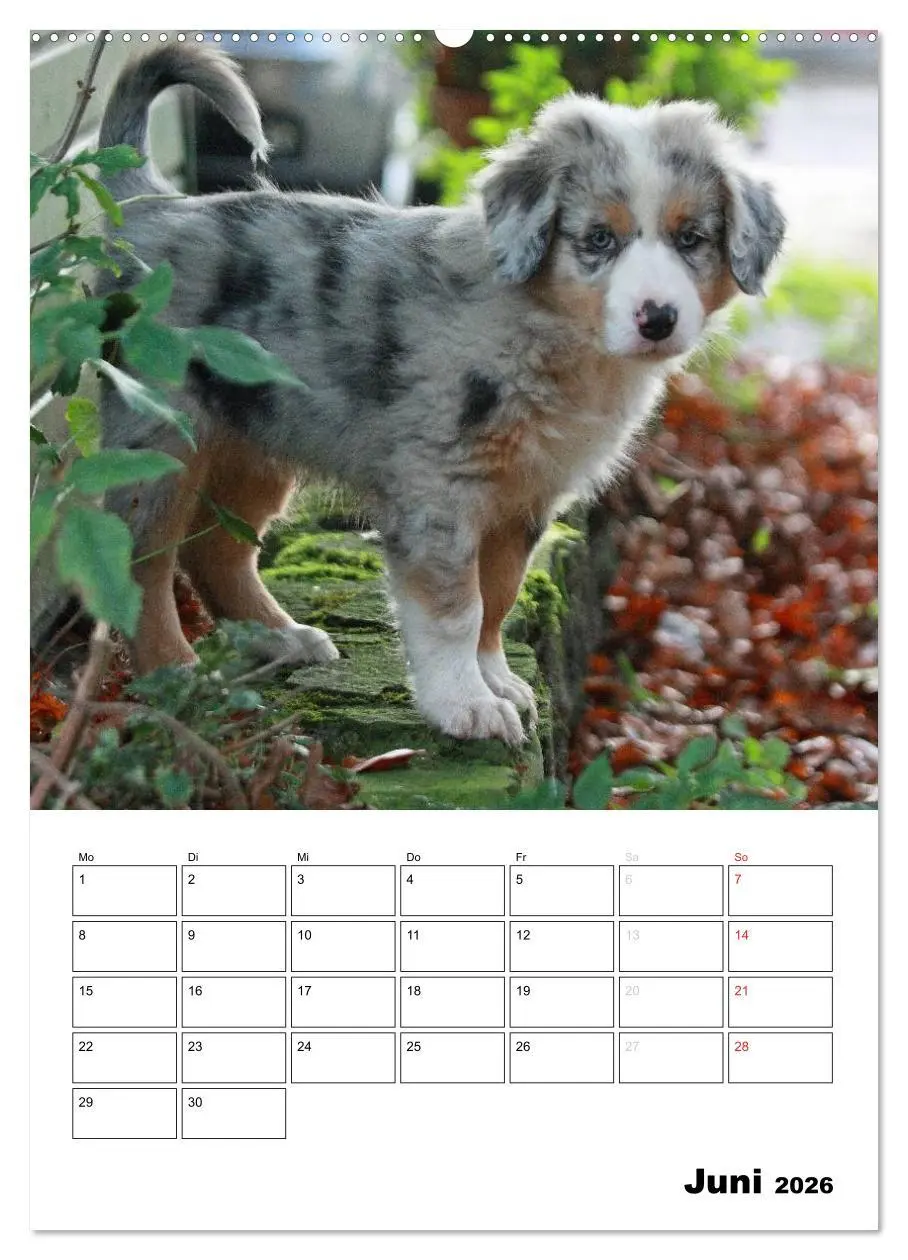 Bild: 9783516479164 | Australian Shepherd (hochwertiger Premium Wandkalender 2026 DIN A2...