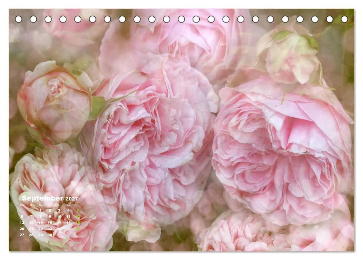 Bild: 9783594079164 | Rosen Romantik (Tischkalender 2027 DIN A5 quer), CALVENDO...