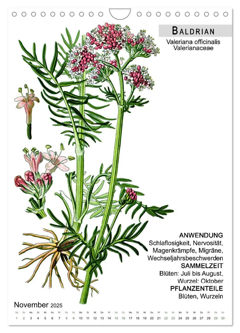 Bild: 9783457059364 | Heilpflanzen (Wandkalender 2025 DIN A4 hoch), CALVENDO Monatskalender