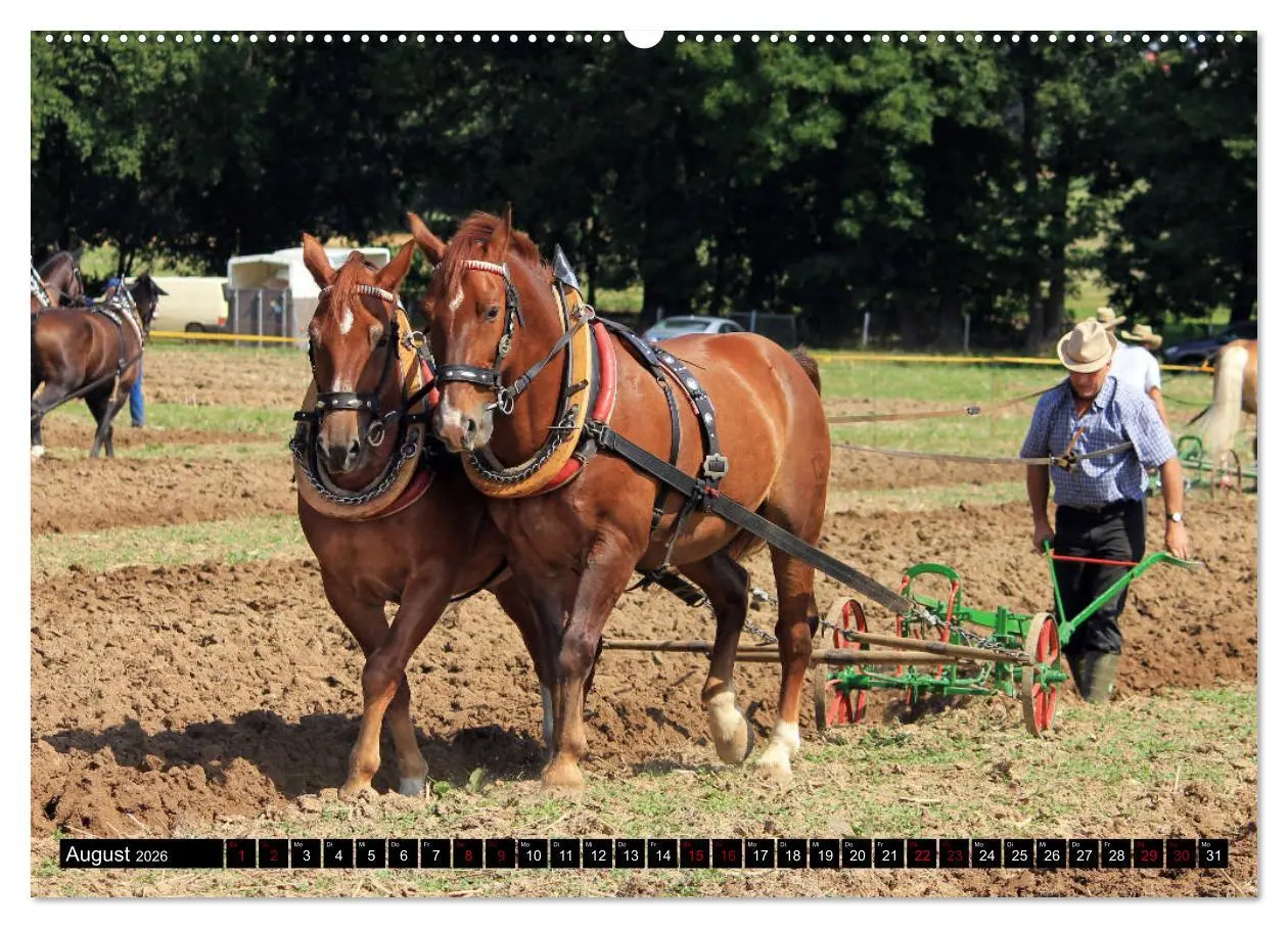 Bild: 9783457749364 | Schwere Warmblüter 2026 (hochwertiger Premium Wandkalender 2026 DIN...