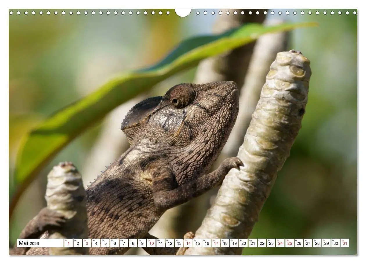 Bild: 9783516149364 | Madagaskar (Wandkalender 2026 DIN A3 quer), CALVENDO Monatskalender
