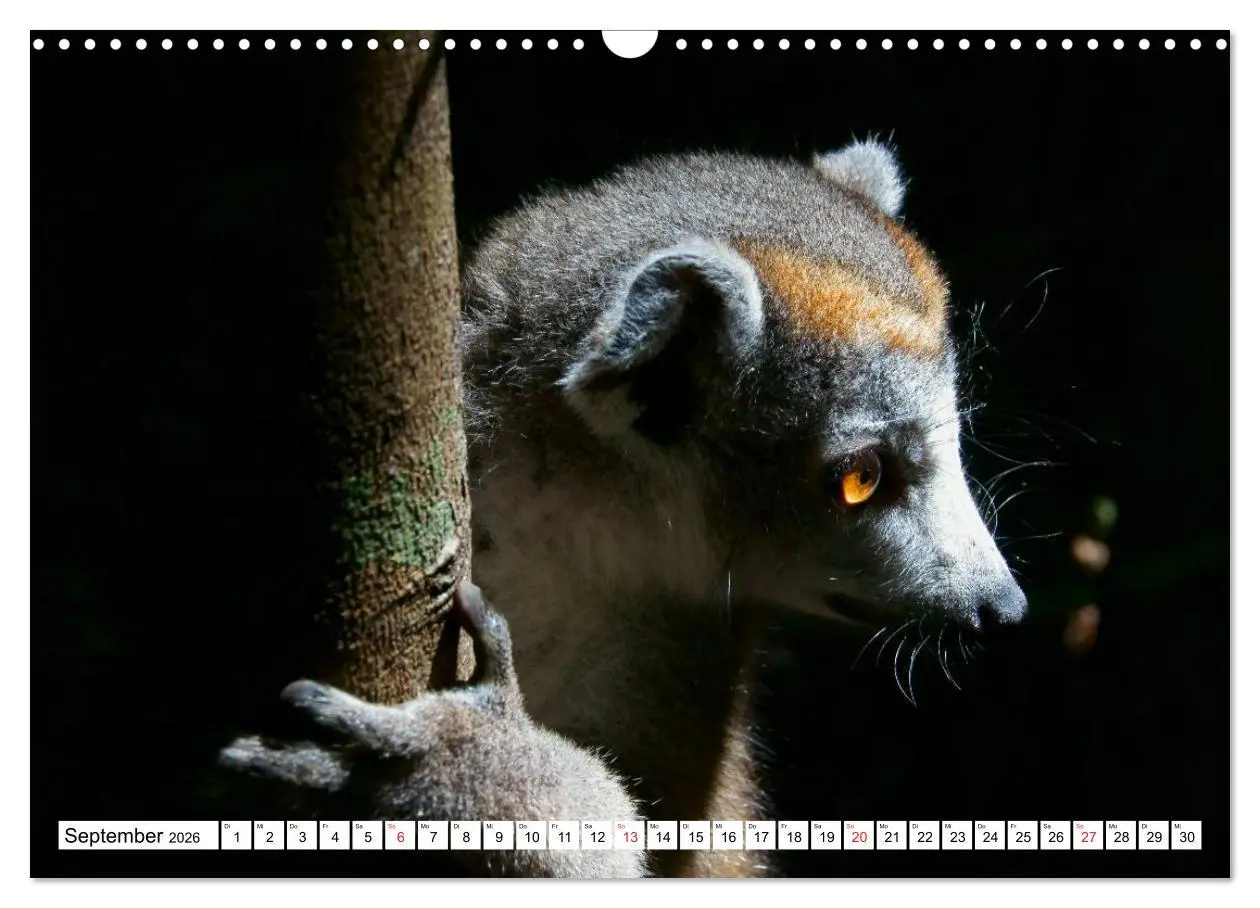 Bild: 9783516149364 | Madagaskar (Wandkalender 2026 DIN A3 quer), CALVENDO Monatskalender