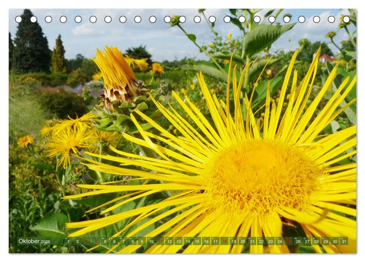Bild: 9783457739464 | Beschwingte Blumenwelt (Tischkalender 2026 DIN A5 quer), CALVENDO...