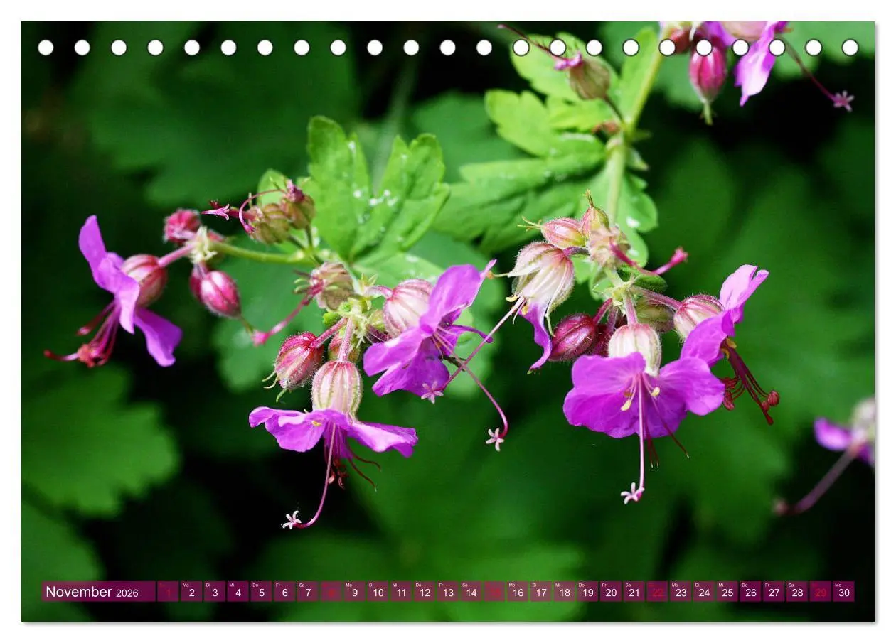 Bild: 9783457739464 | Beschwingte Blumenwelt (Tischkalender 2026 DIN A5 quer), CALVENDO...