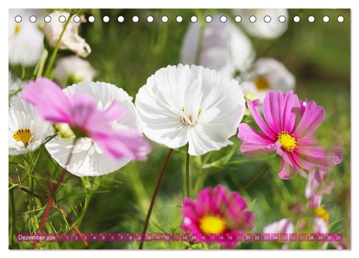 Bild: 9783457739464 | Beschwingte Blumenwelt (Tischkalender 2026 DIN A5 quer), CALVENDO...