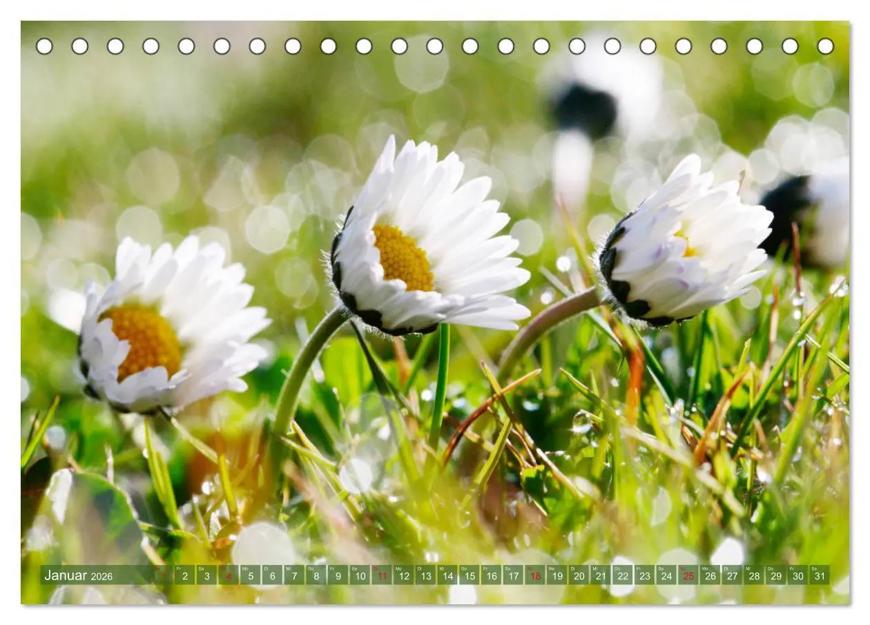 Bild: 9783457739464 | Beschwingte Blumenwelt (Tischkalender 2026 DIN A5 quer), CALVENDO...
