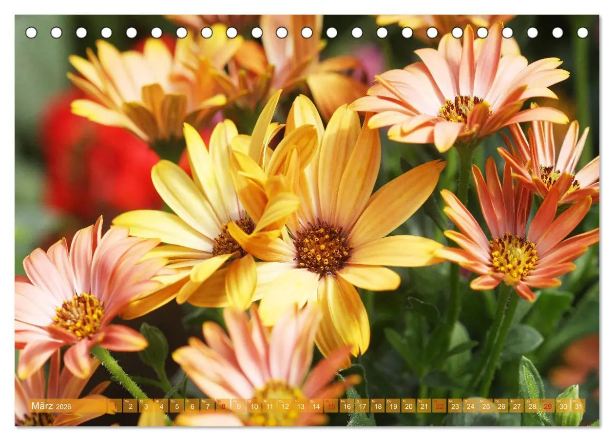 Bild: 9783457739464 | Beschwingte Blumenwelt (Tischkalender 2026 DIN A5 quer), CALVENDO...