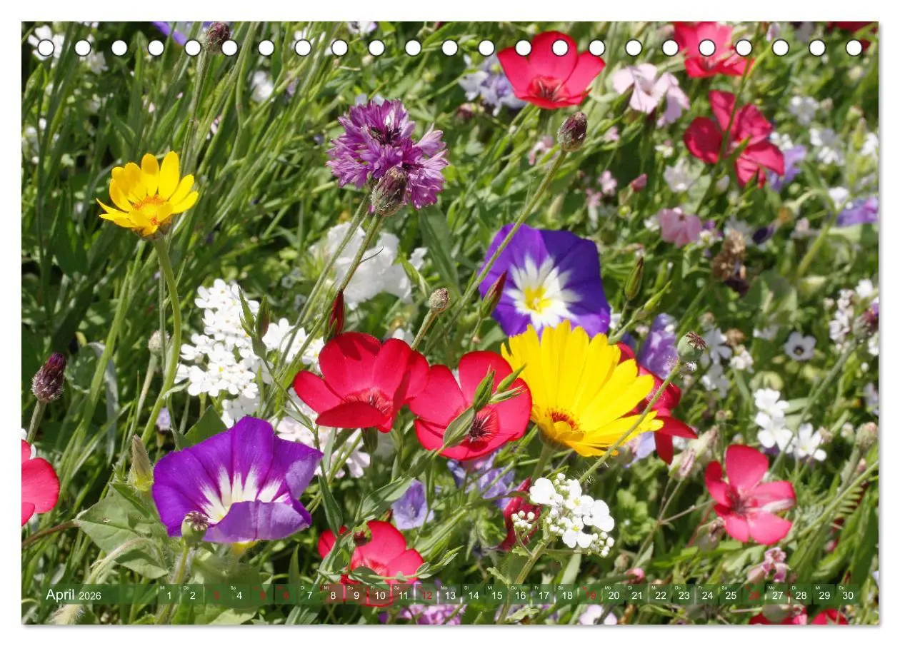 Bild: 9783457739464 | Beschwingte Blumenwelt (Tischkalender 2026 DIN A5 quer), CALVENDO...