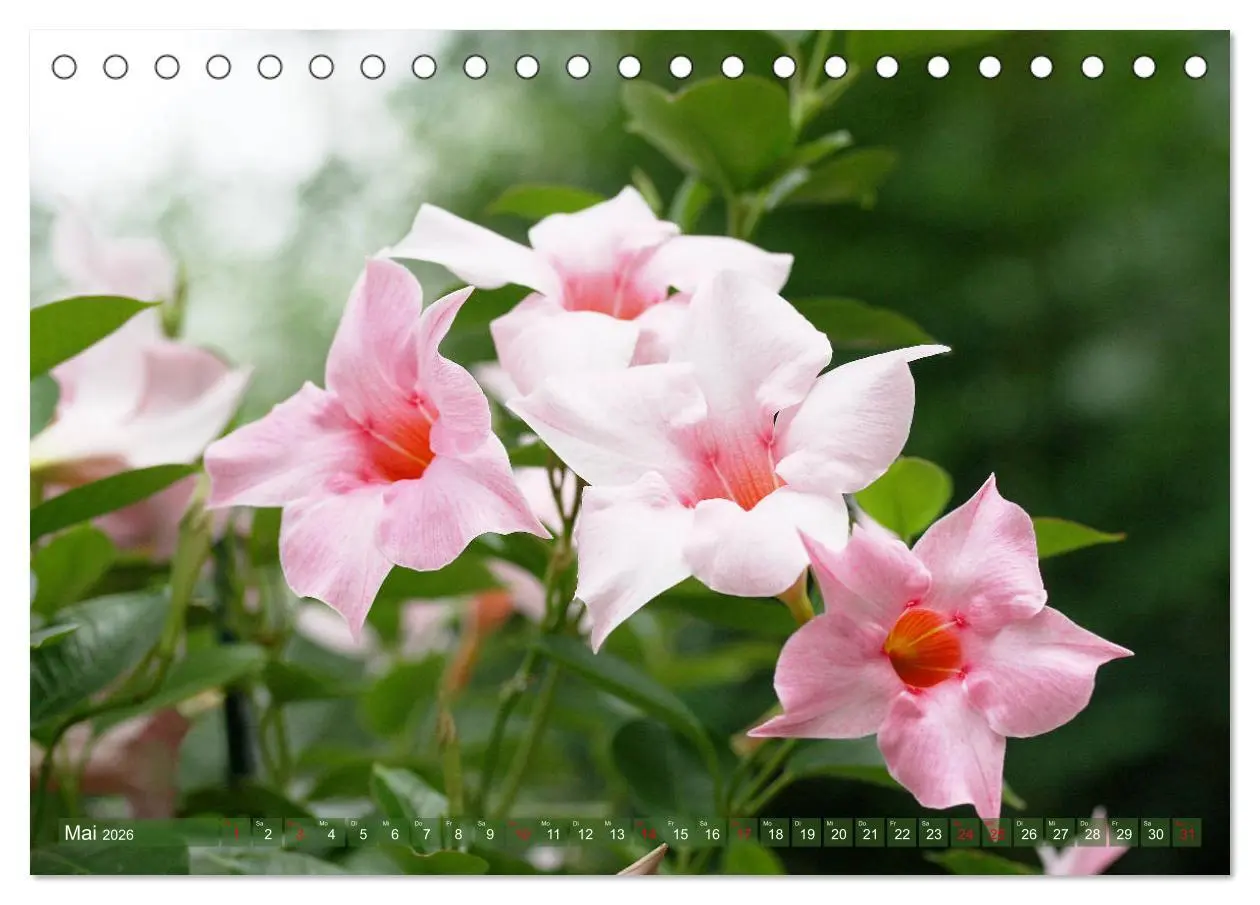 Bild: 9783457739464 | Beschwingte Blumenwelt (Tischkalender 2026 DIN A5 quer), CALVENDO...