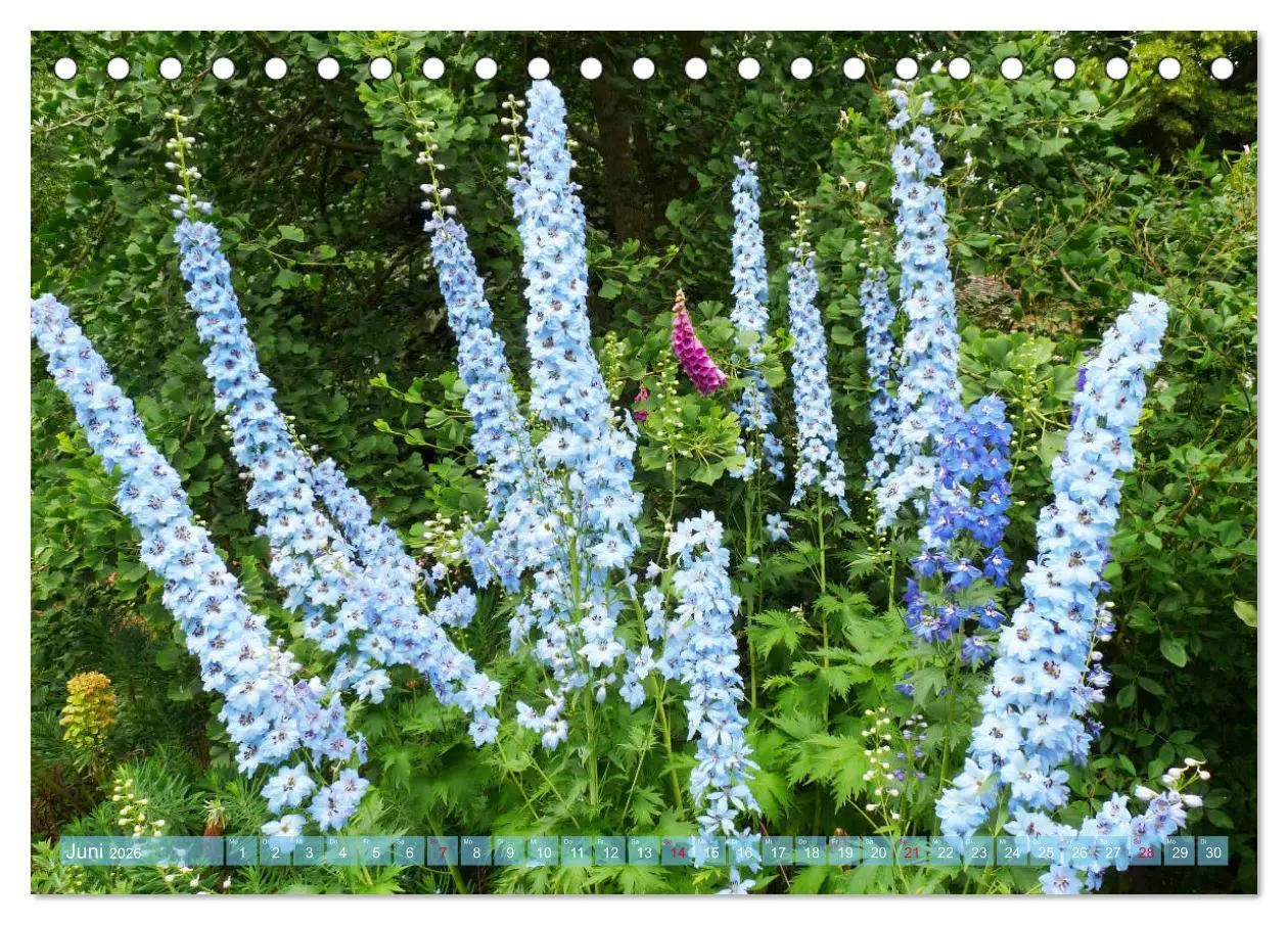 Bild: 9783457739464 | Beschwingte Blumenwelt (Tischkalender 2026 DIN A5 quer), CALVENDO...
