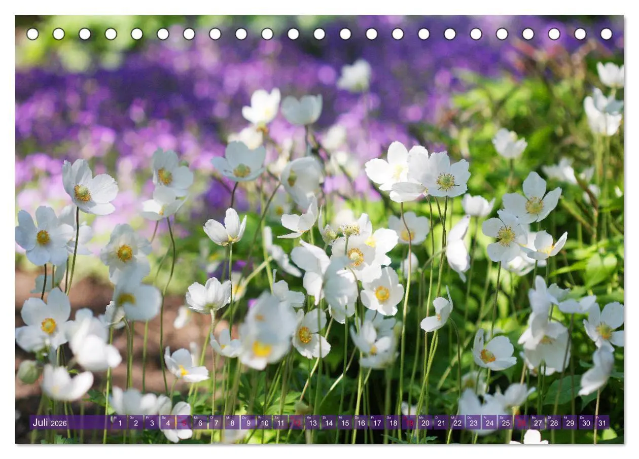 Bild: 9783457739464 | Beschwingte Blumenwelt (Tischkalender 2026 DIN A5 quer), CALVENDO...