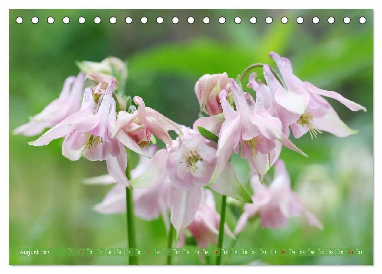 Bild: 9783457739464 | Beschwingte Blumenwelt (Tischkalender 2026 DIN A5 quer), CALVENDO...