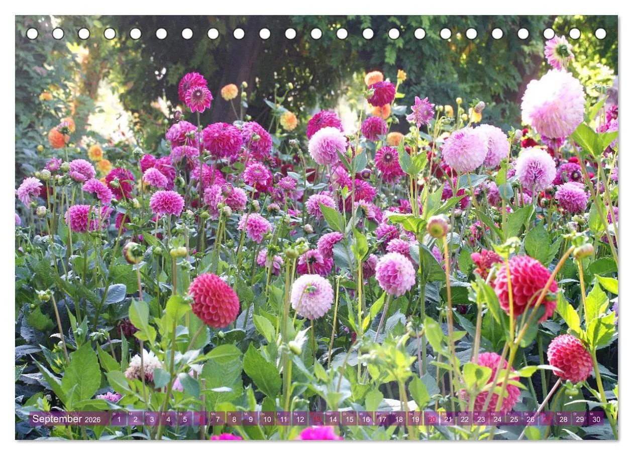 Bild: 9783457739464 | Beschwingte Blumenwelt (Tischkalender 2026 DIN A5 quer), CALVENDO...