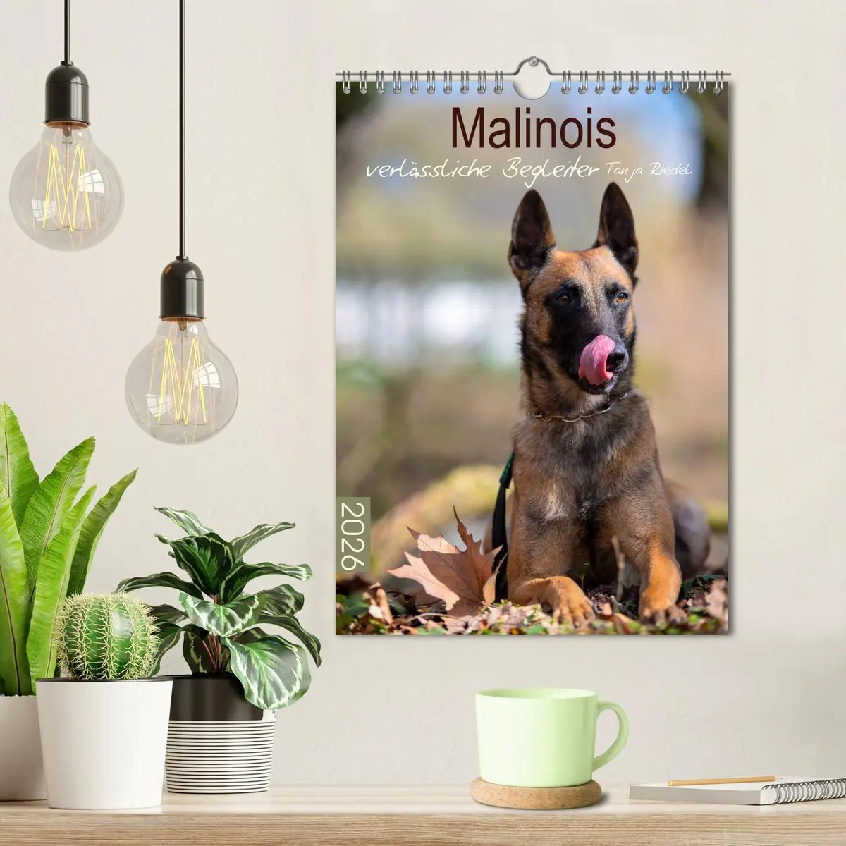 Bild: 9783516379464 | Malinois verlässliche Begleiter (Wandkalender 2026 DIN A4 hoch),...