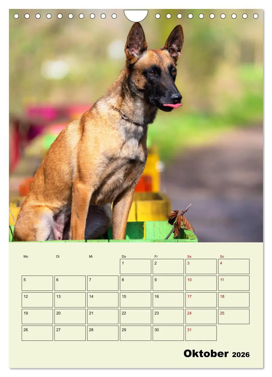 Bild: 9783516379464 | Malinois verlässliche Begleiter (Wandkalender 2026 DIN A4 hoch),...
