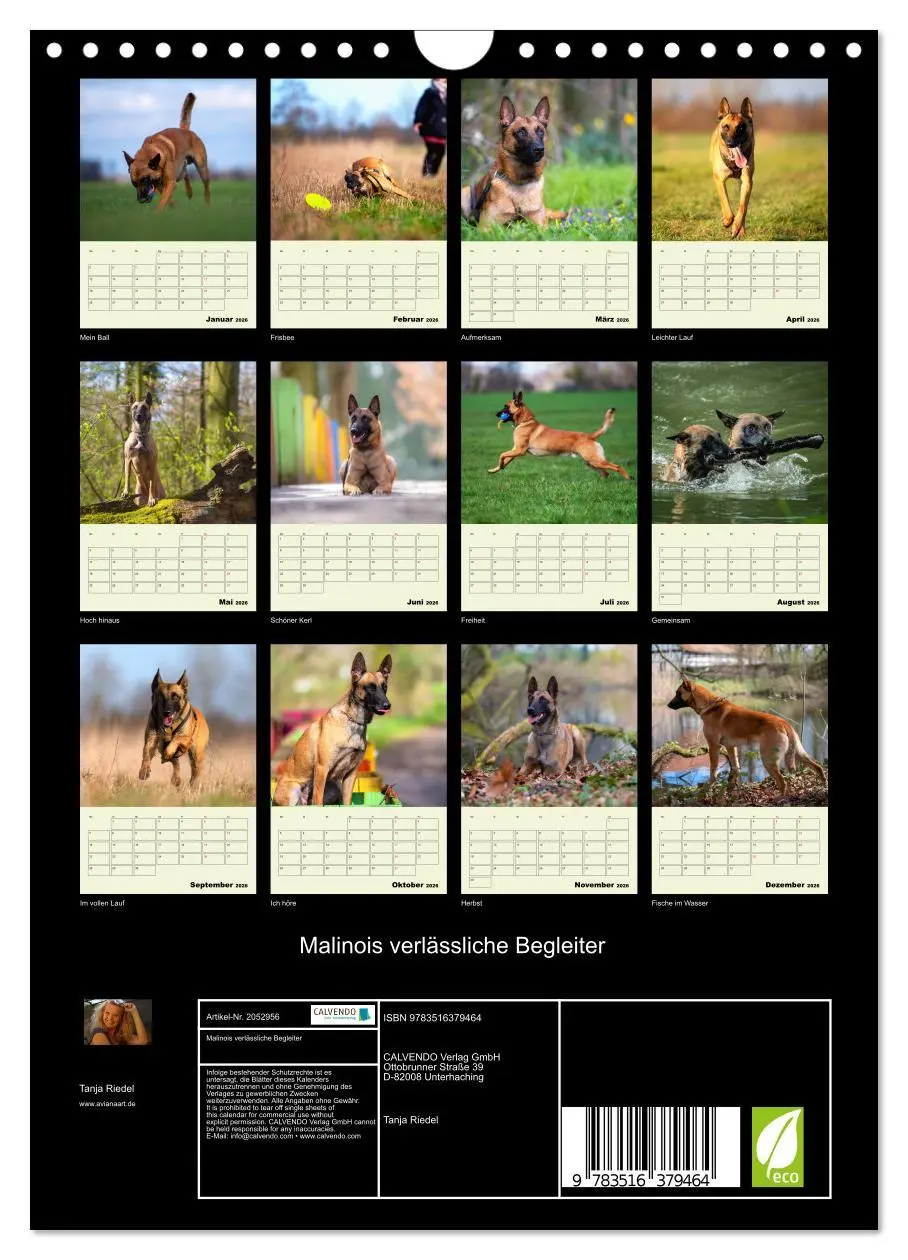Bild: 9783516379464 | Malinois verlässliche Begleiter (Wandkalender 2026 DIN A4 hoch),...