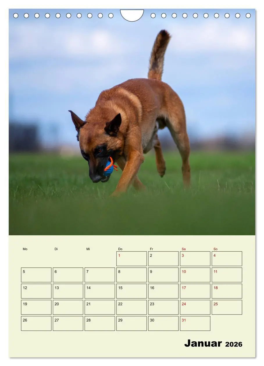 Bild: 9783516379464 | Malinois verlässliche Begleiter (Wandkalender 2026 DIN A4 hoch),...