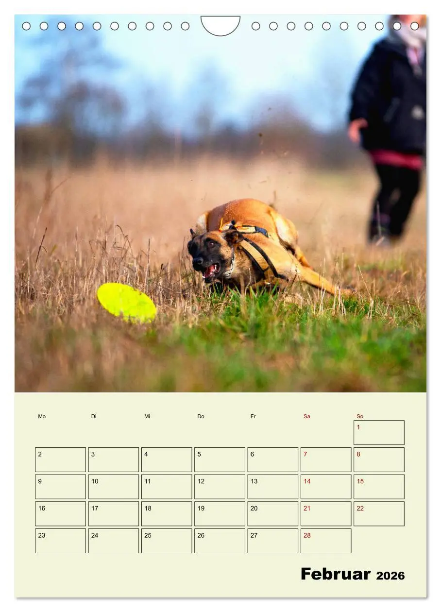 Bild: 9783516379464 | Malinois verlässliche Begleiter (Wandkalender 2026 DIN A4 hoch),...