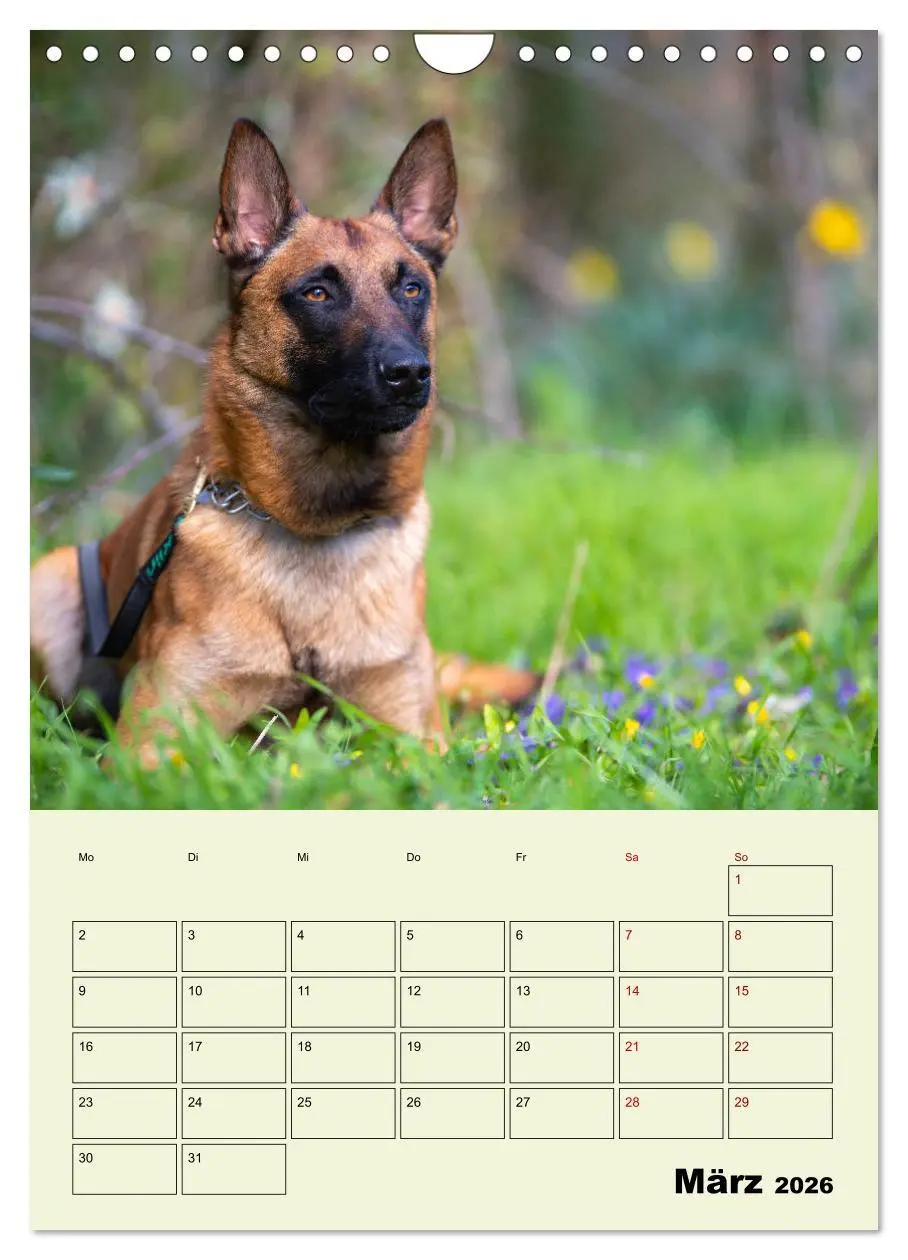 Bild: 9783516379464 | Malinois verlässliche Begleiter (Wandkalender 2026 DIN A4 hoch),...