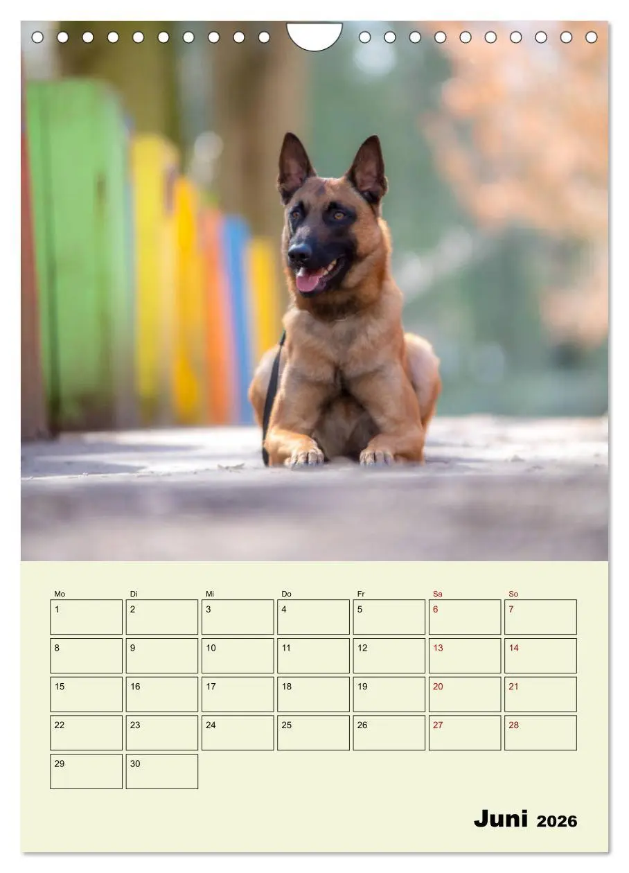 Bild: 9783516379464 | Malinois verlässliche Begleiter (Wandkalender 2026 DIN A4 hoch),...