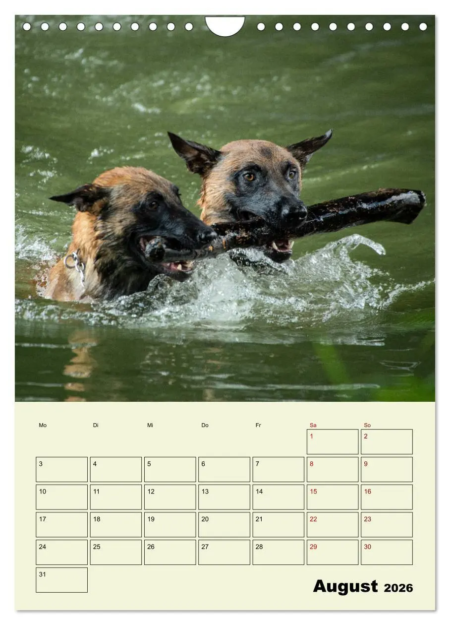Bild: 9783516379464 | Malinois verlässliche Begleiter (Wandkalender 2026 DIN A4 hoch),...