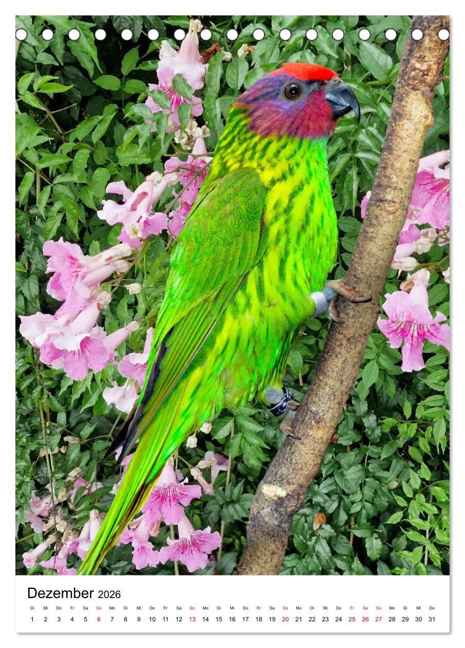 Bild: 9783516299564 | Honigpapageien - Loris (Tischkalender 2026 DIN A5 hoch), CALVENDO...