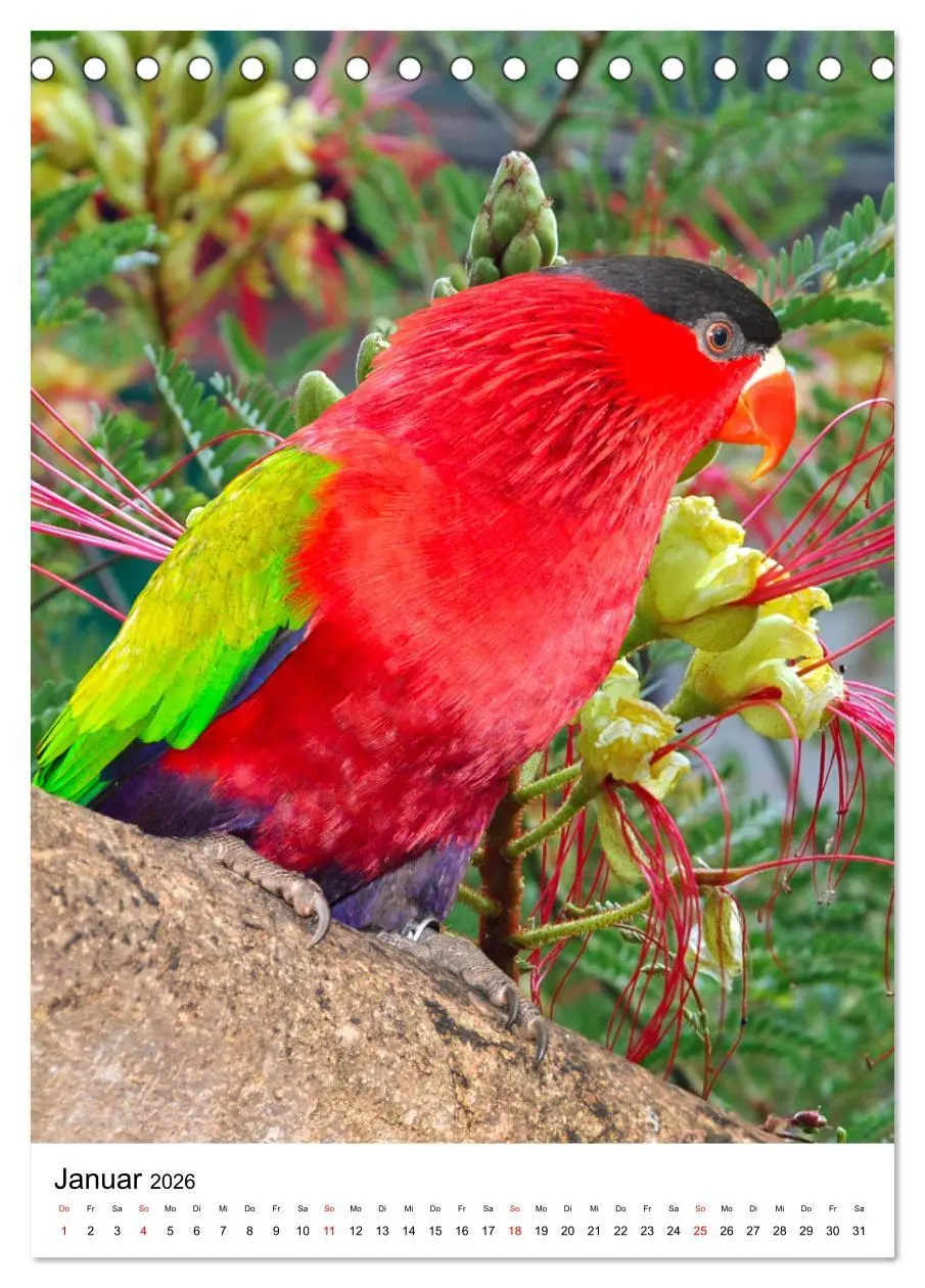 Bild: 9783516299564 | Honigpapageien - Loris (Tischkalender 2026 DIN A5 hoch), CALVENDO...