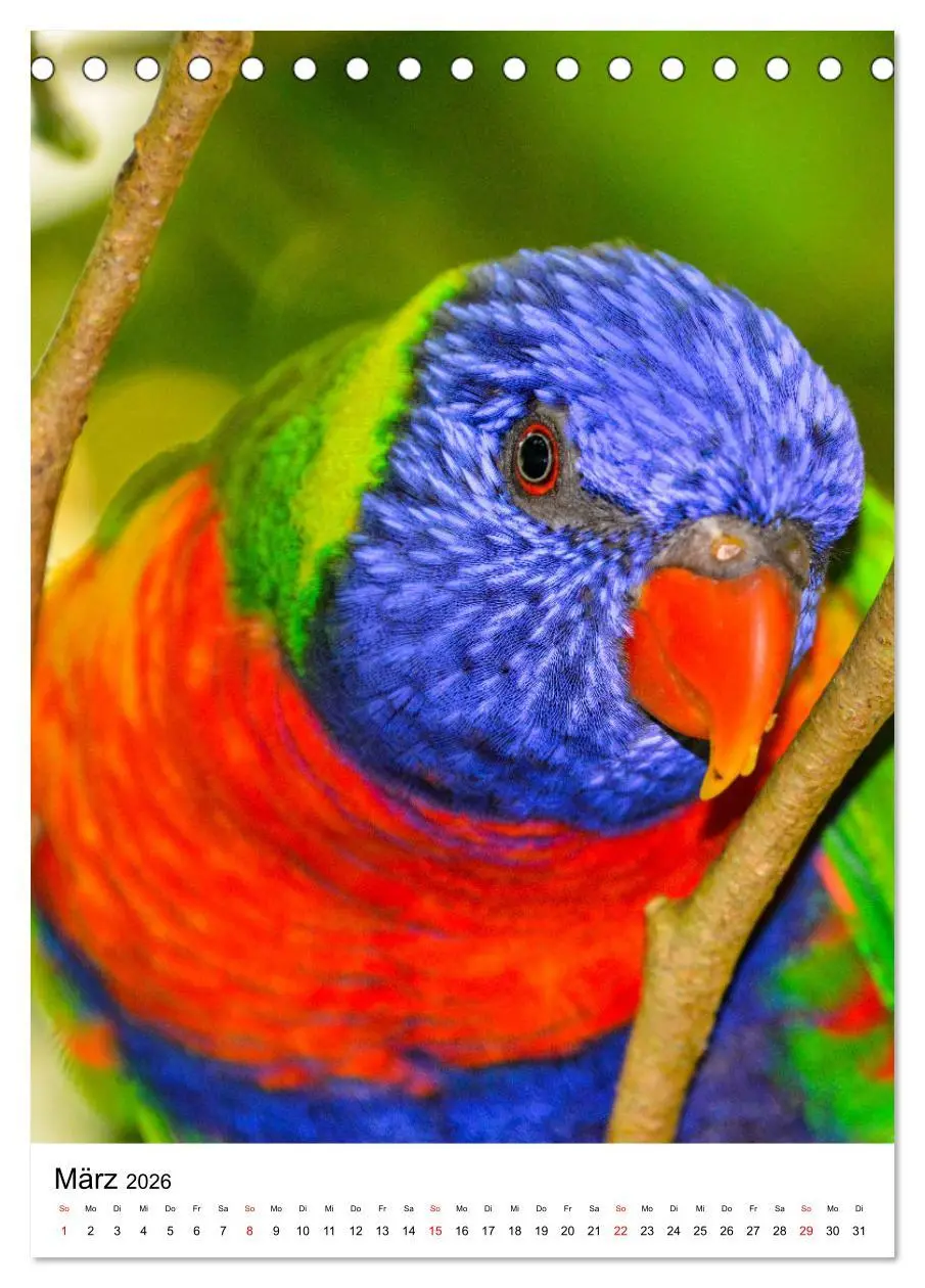 Bild: 9783516299564 | Honigpapageien - Loris (Tischkalender 2026 DIN A5 hoch), CALVENDO...